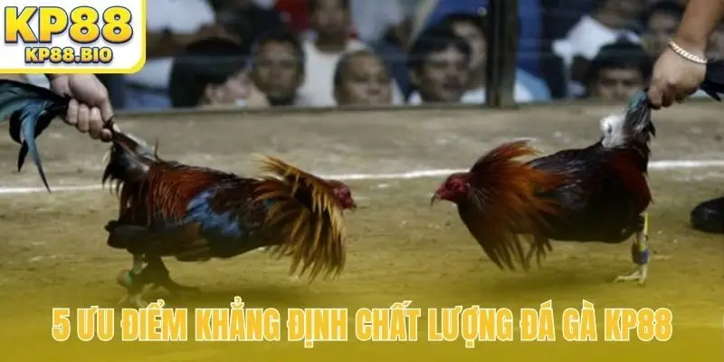 5 ưu điểm khẳng định chất lượng đá gà KP88