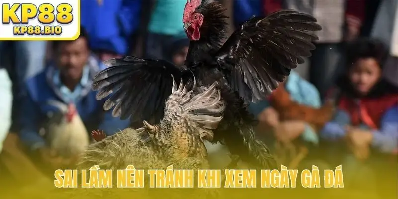 Sai lầm nên tránh khi xem ngày gà đá